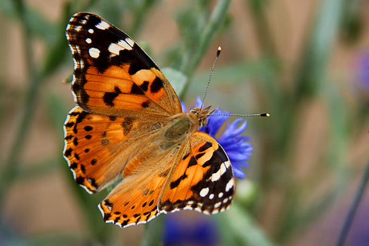 painted lady butterfly at Eden of Wings, FL garden