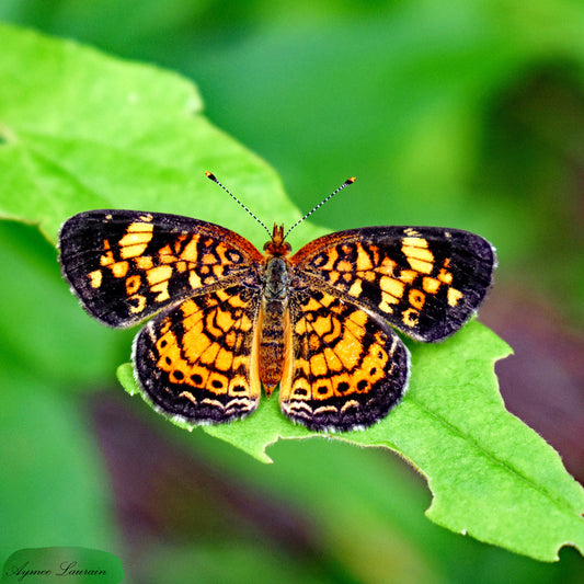 Phaon Crescent butterfly relaxing on a green leaf