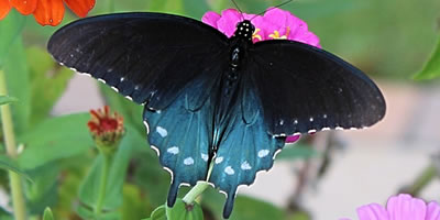 Pipevine swallowtail on a nectar plant at Eden of Wings gardens