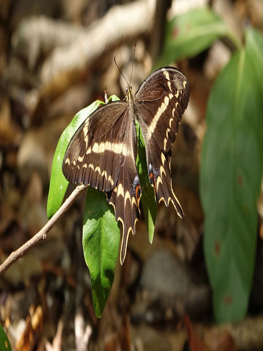 Schaus' Swallowtail Butterfly