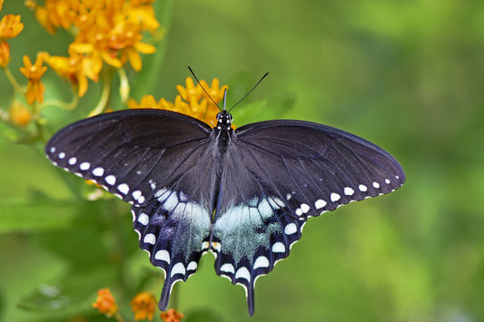 spicebush swallowtail butterfly @ Eden of Wings, FL garden