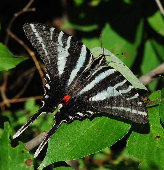 zebra swallowtail butterfly @ Eden of Wings, FL garden