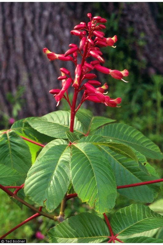 Aeschylus Pavia "Red Buckeye"