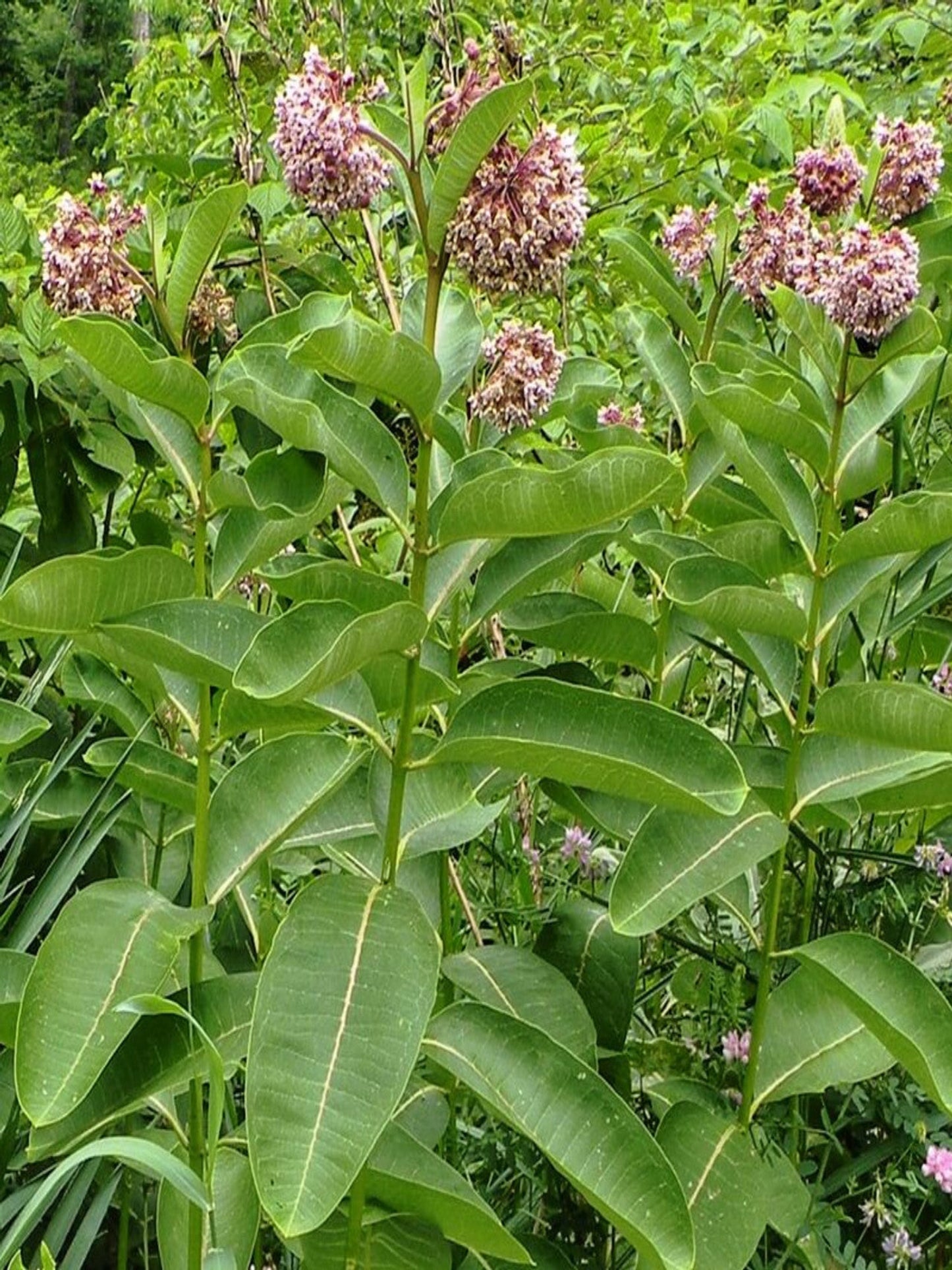 asclepias syriaca " common milkweed" host plant for monarch, queen, soldier butterfly