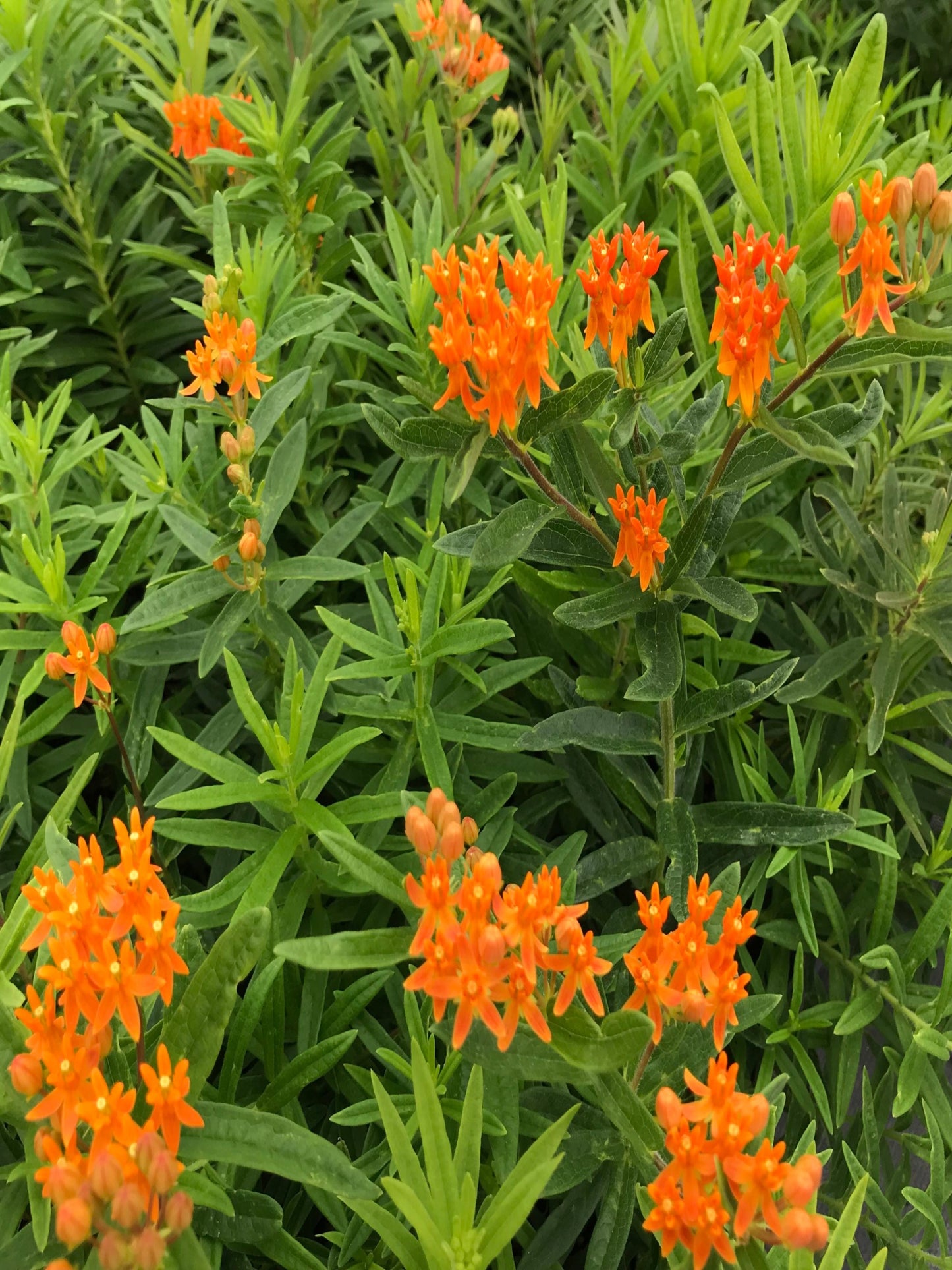 asclepias tuberosa " butterfly milkweed" host plant for monarch, queen, soldier butterfly
