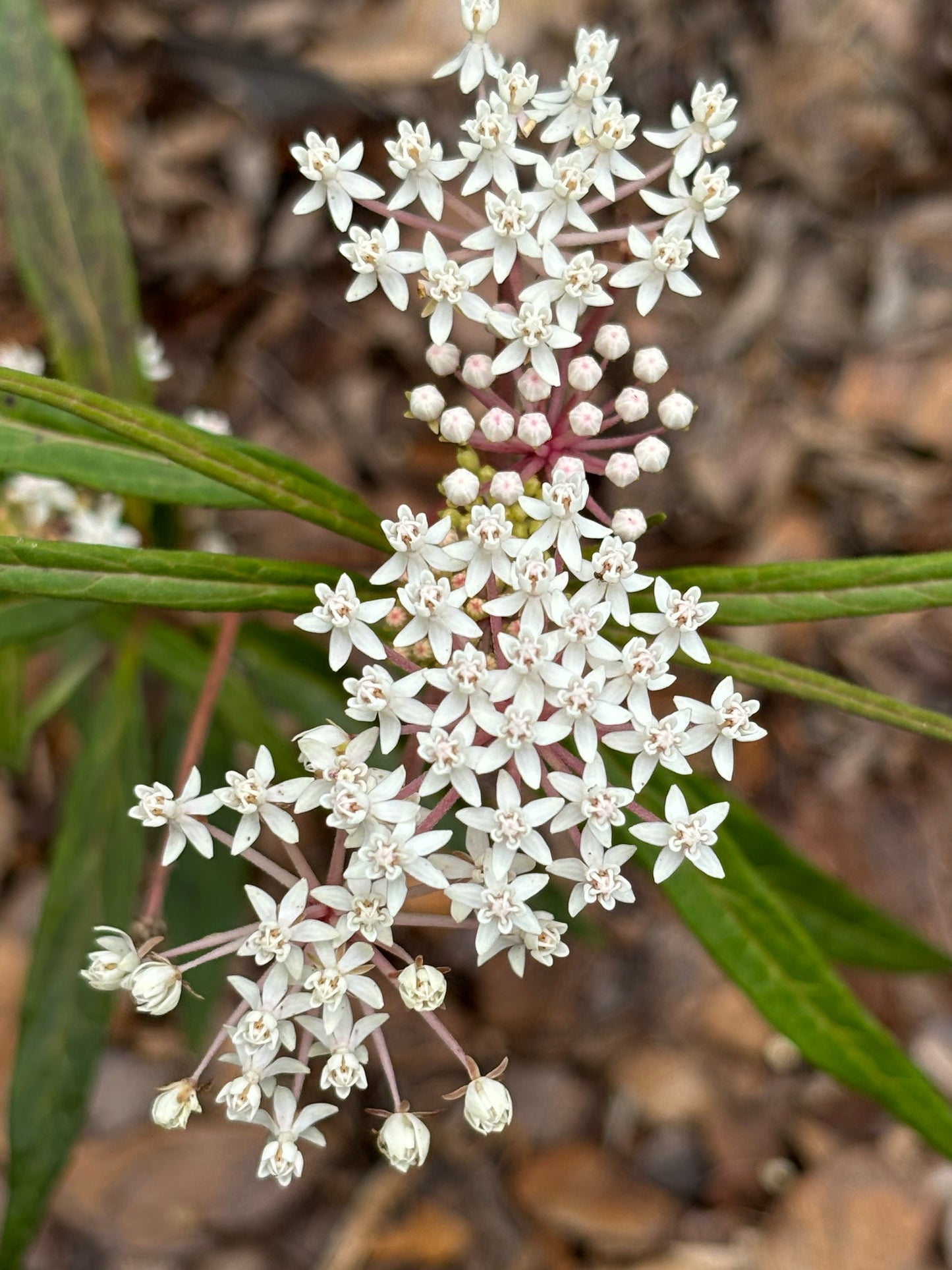 Asclepias perennis is host plant for monarch butterfly