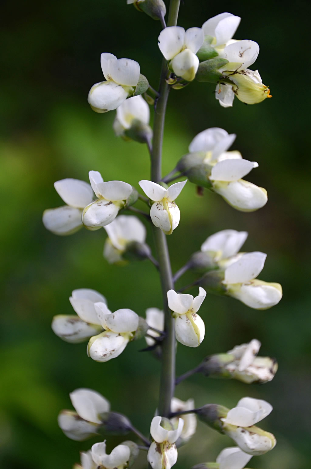 Baptisia Alba "White Wild Indigo"