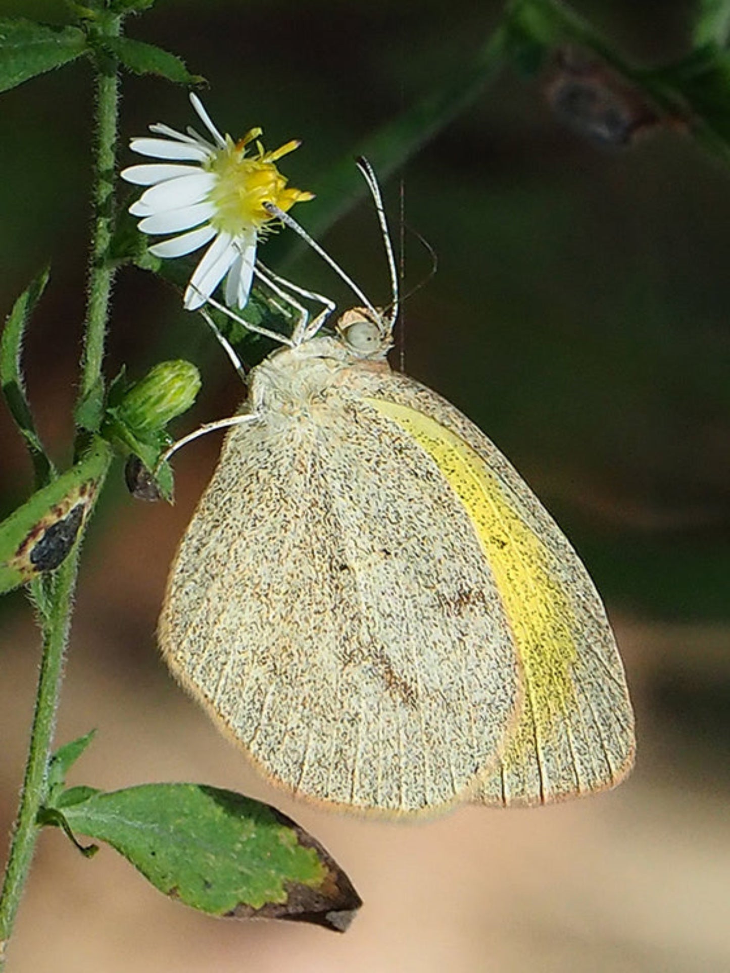 barred yellow butterfly uses pencil flower as a host plant