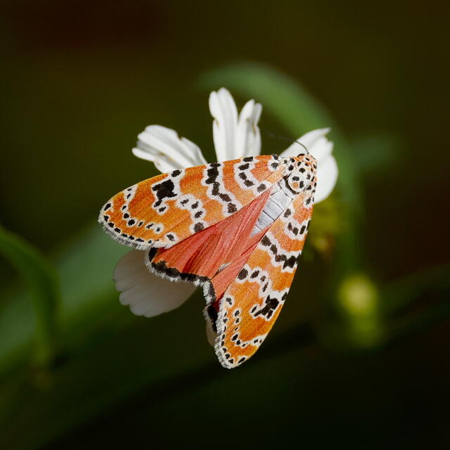 Bella Moth " Uttheisa Oratrix" on a white flower