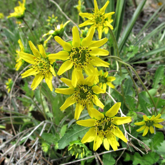 Berlanderia Subucaulis "FL Greeneyes"