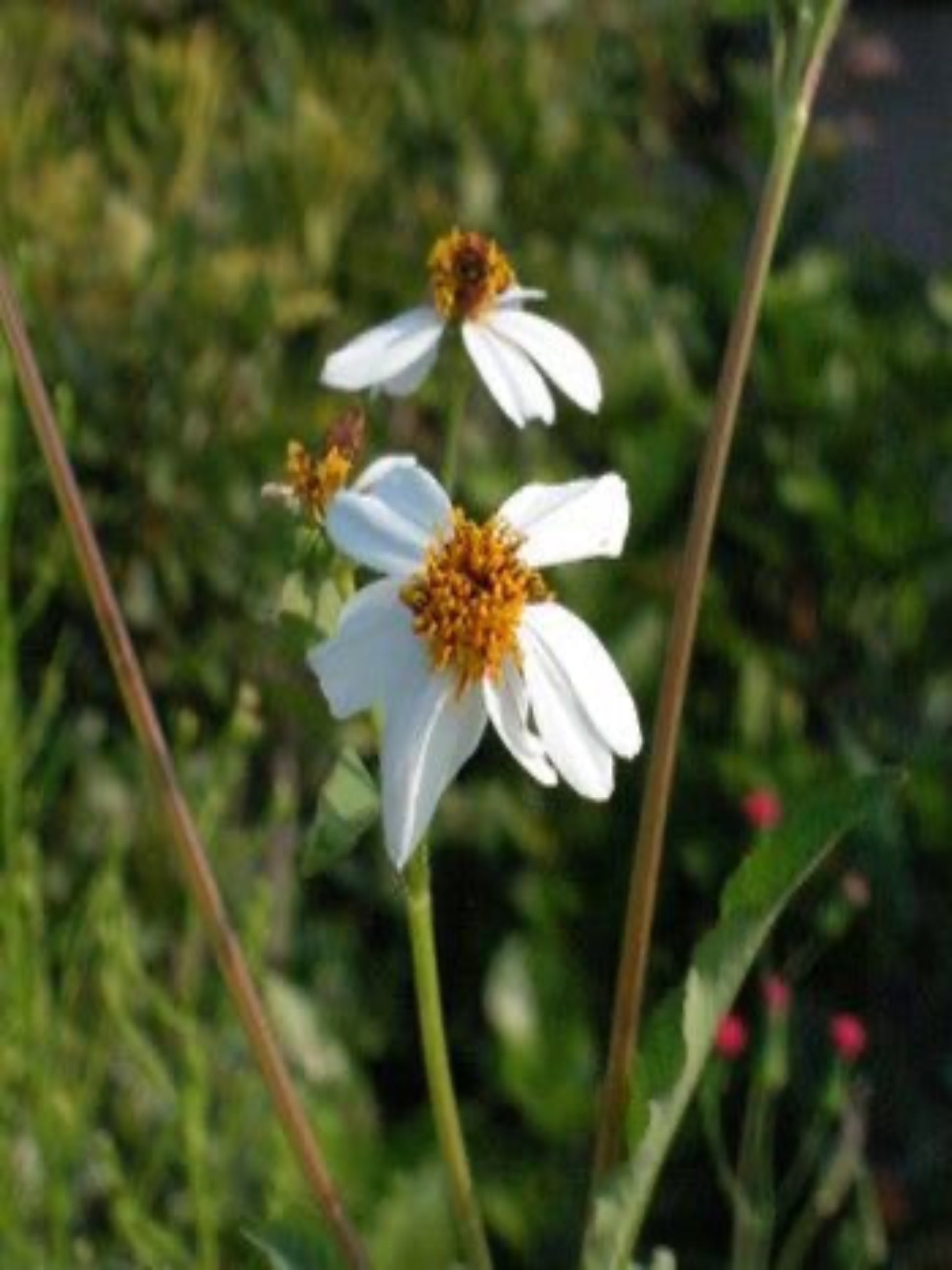 bidens  alba " Spanish needles" flowers host plant for dainty sulphur butterfly 