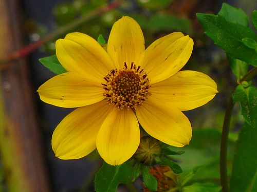 Bidens Levis "Bur Marigold"