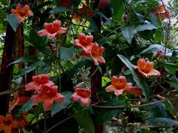 Bignonia Capreolata "Crossvine"
