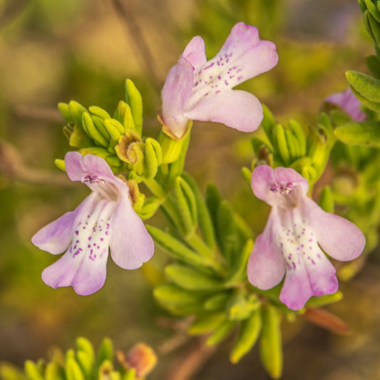 Calamintha Spp. "Calamint"