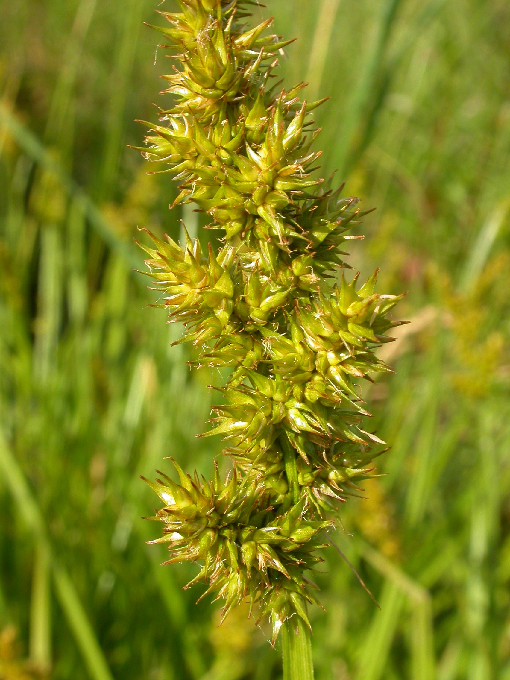 carex stipata host plant for dun and Appalachian brown skipper butterfly