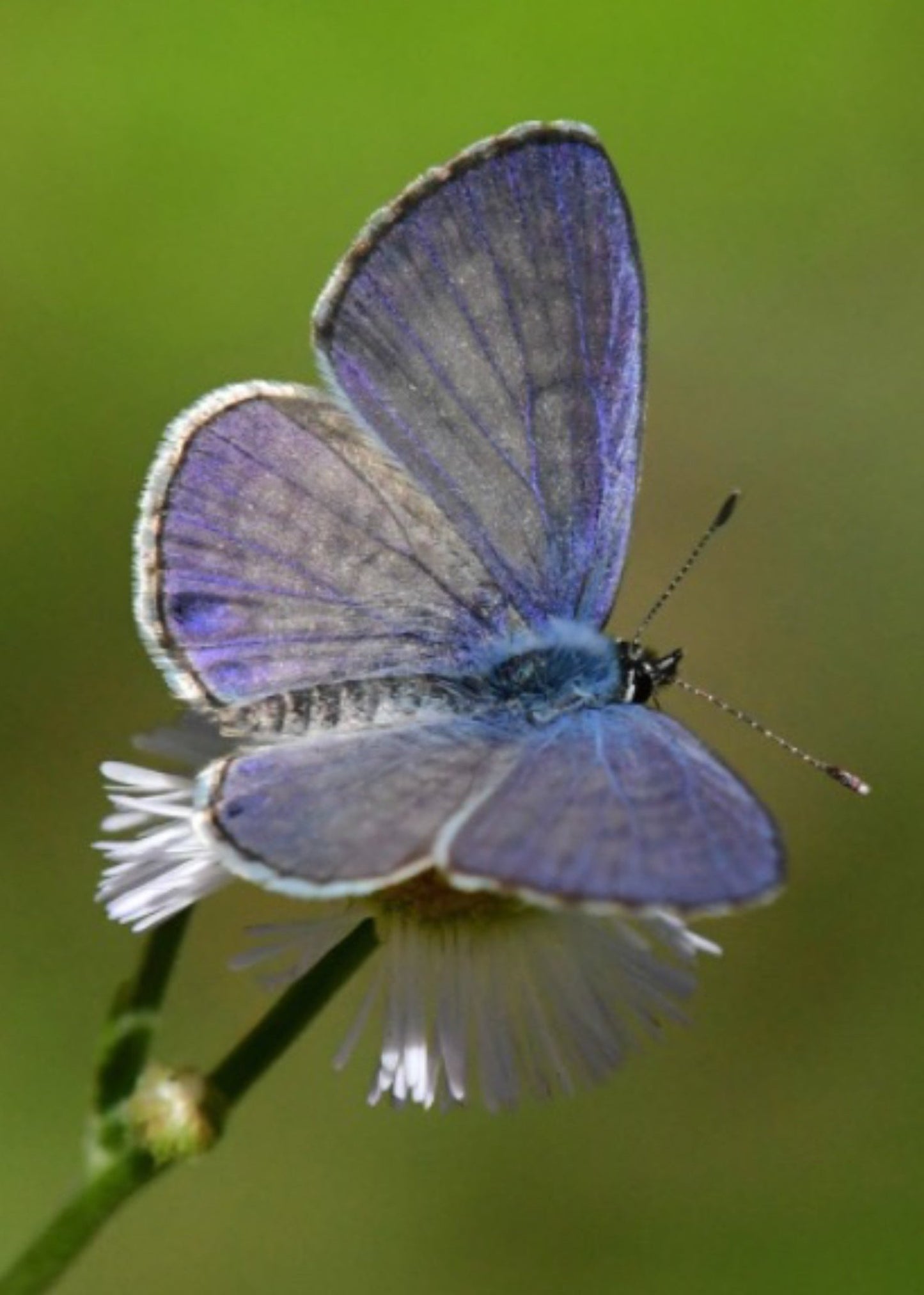 Cassius blue butterfly on host plant