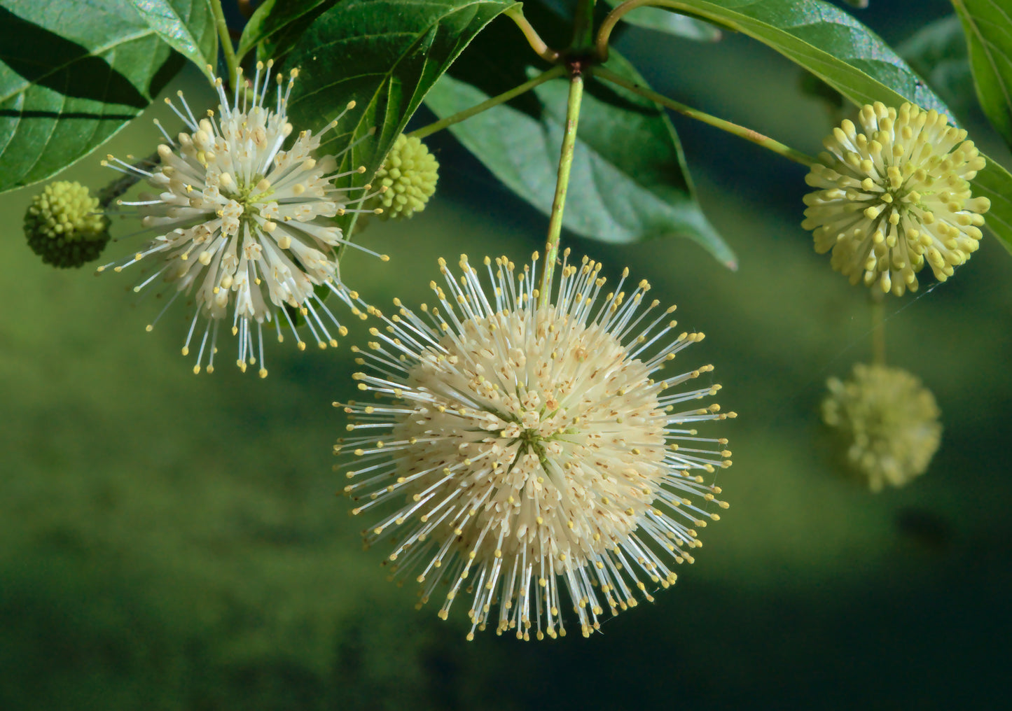 Cephalanthus Occidentalis "Buttonbush"