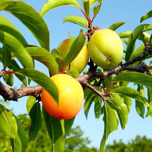 Prunus Angustifolia "Chikasaw Plum"