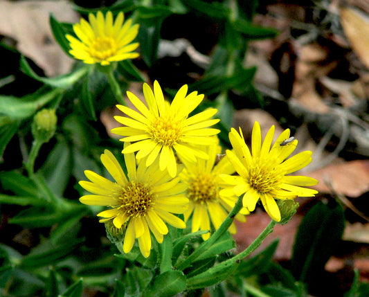 Chrysopsis Mariana "Goldenaster"