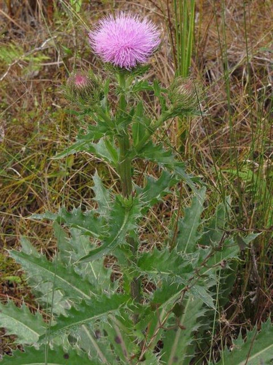 Cirsium horridulum " purple thisle" is the host plant for the painted lady butterfly