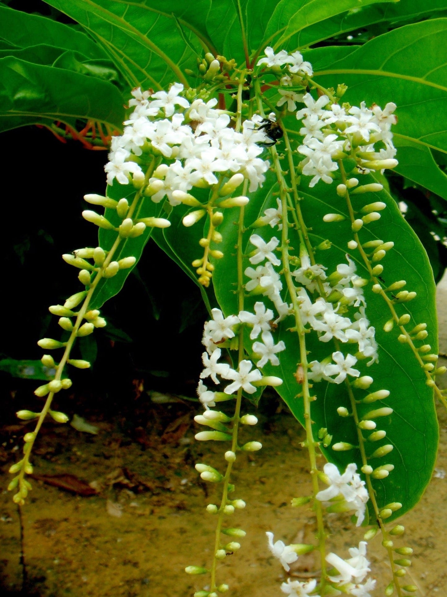 citharexylum spinosum " fiddle wood" is the host plant for the white peacock butterfly