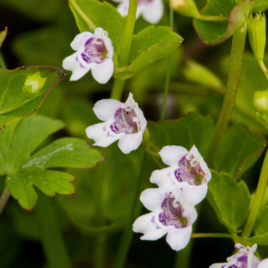 Clinopodium Brownei "Browne's Savory"