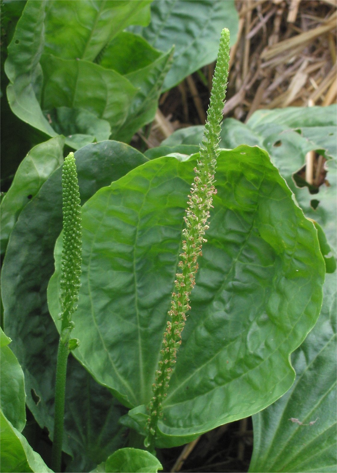 Plantar Major "Broadleaf Plantain"