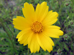 Coreopsis Lanceolata "Lanceleaf Tickseed"