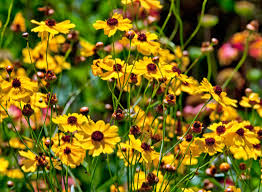 Coreopsis Leavenworthii "Tickseed"