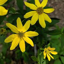 Coreopsis Major "Greater Tickseed"