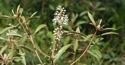 Croton Argyranthemus "Silver Croton"