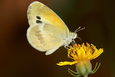 dainty sulphur uses small fruit beggarsticks as host plant