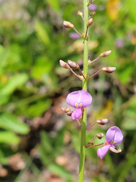 Desmodium Floridanum "Florida Ticktrefoil"