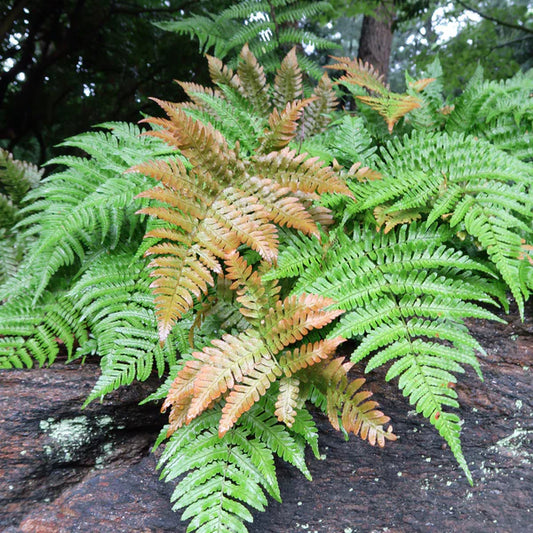 Nephrolepis Exaltata "Boston Fern"