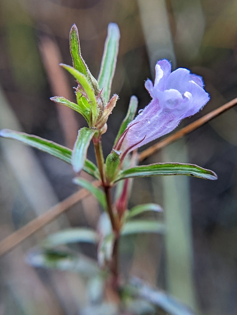 Dyschoriste Angusta "Pineland Twinflower"
