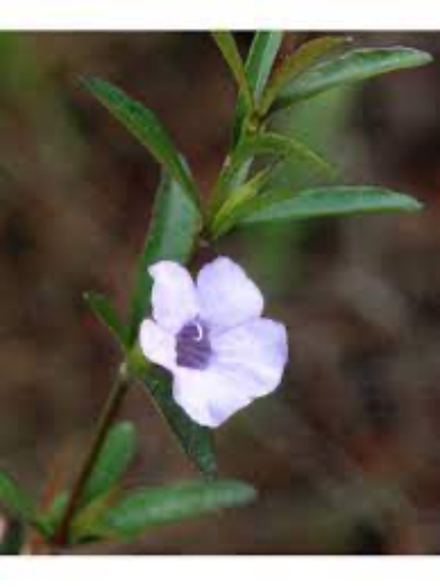 dyschoriste humistrata "swamp twinflower" flower is the host plant for Buckeye butterfly ( Junonia Coenia )