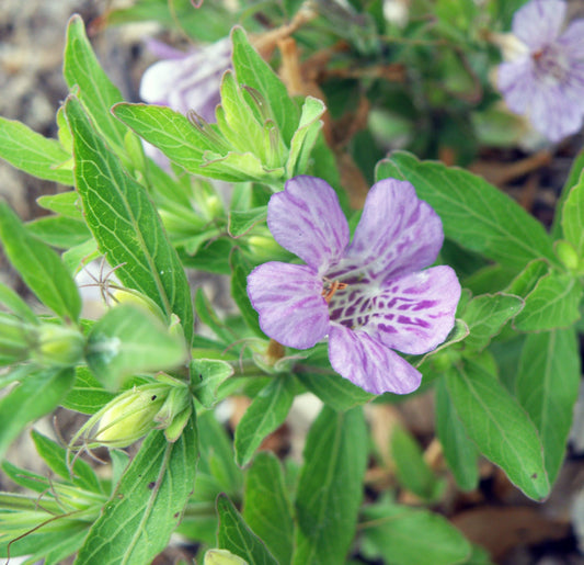 Dyschoriste Oblongifolia "Oblongleaf Twinflower"
