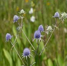 Eryngium Aquaticum "Rattlesnake Master"