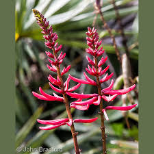 Erynthina Herbacea "Coralbean"
