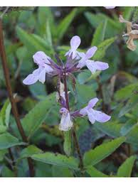 Stachys Floridana "Florida Betony"