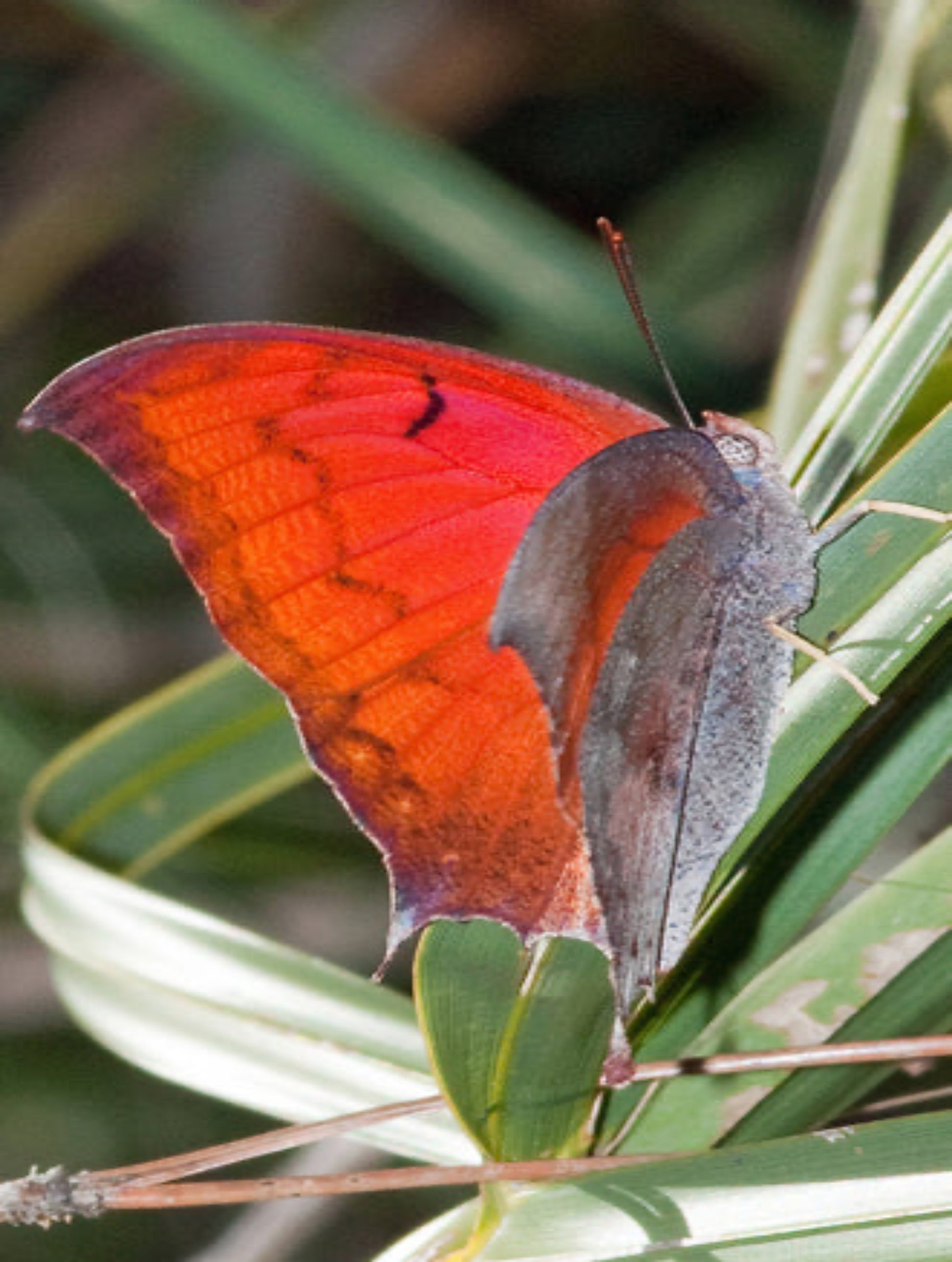 Florida Leafwing butterfly uses beach croton as host plant
