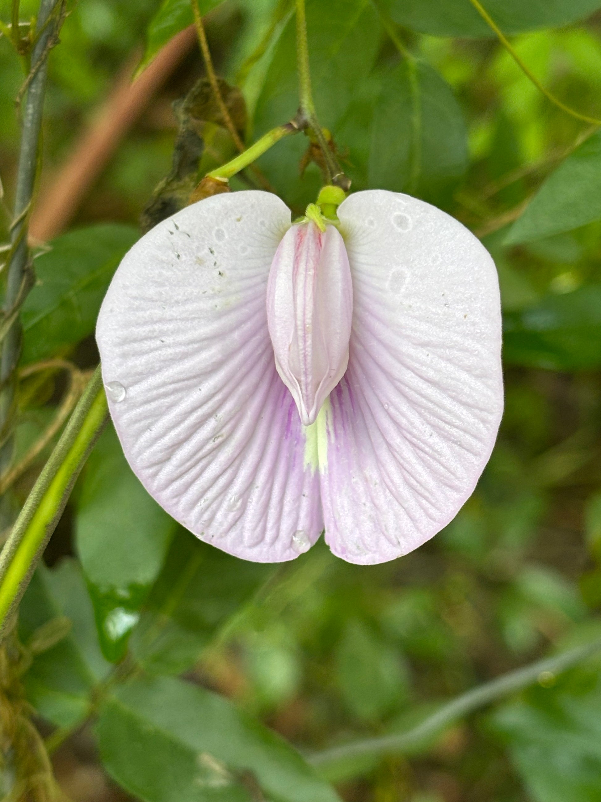 Florida butterfly pea flower is host plant for long tail skipper butterfly