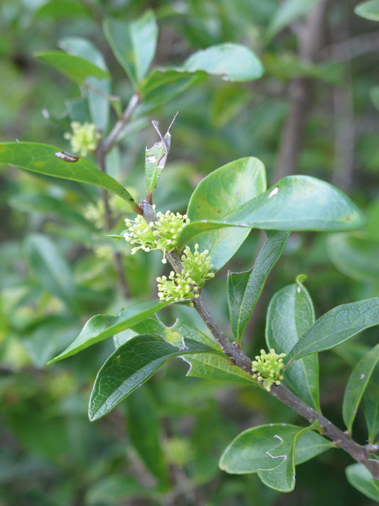 Forestiera Segregata "Florida Privet"