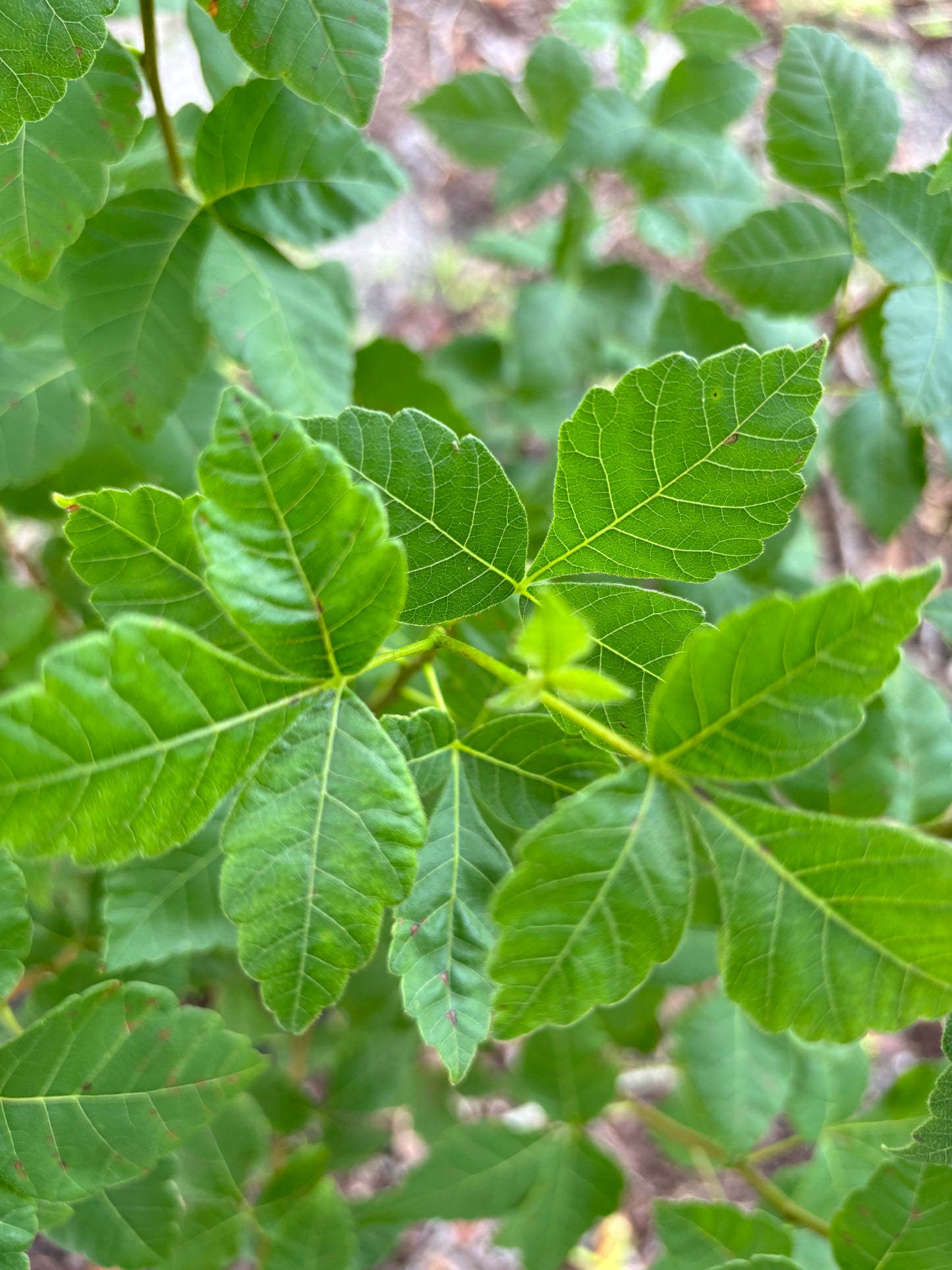 Rhus Aromatica " Fragrant Sumac"