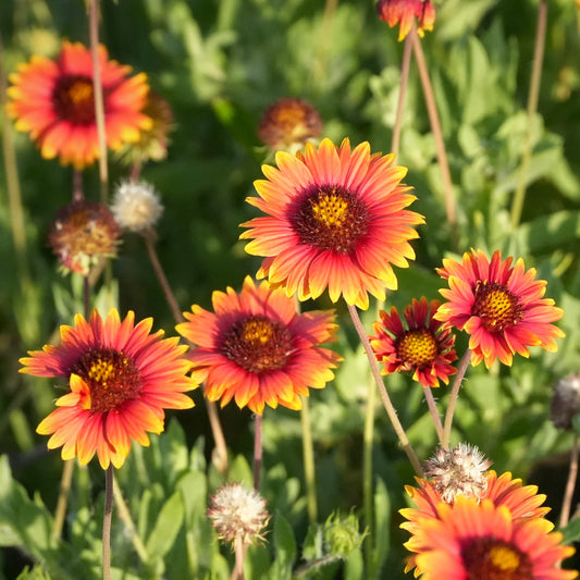 Gaillardia Pulchella "Blanket Flower"