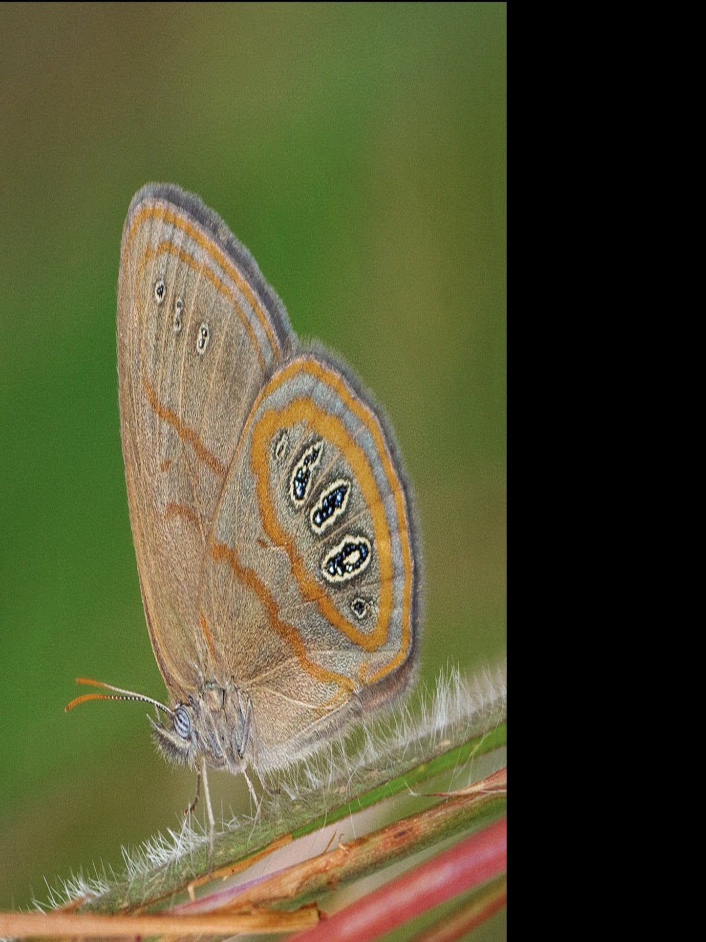 Georgia Satyr butterfly uses sorghastrum nutans as host plant