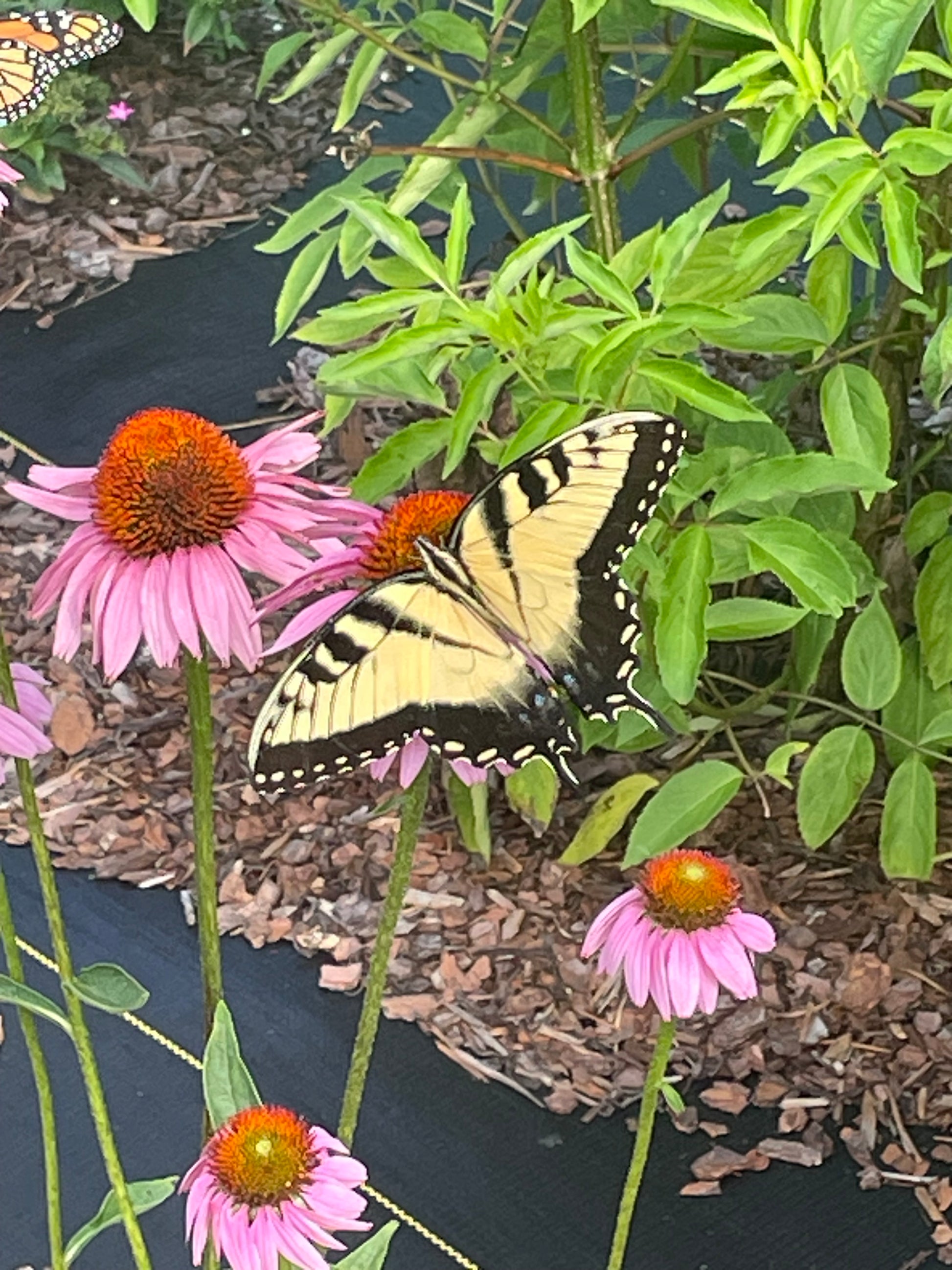 giant swallowtail at Eden of Wings gardens