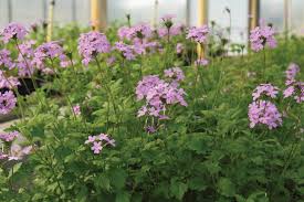 Grandularia Maritima "Beach Verbena"