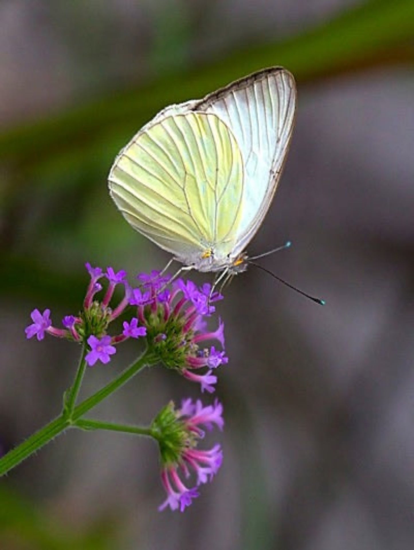 great southern white on nectar flower