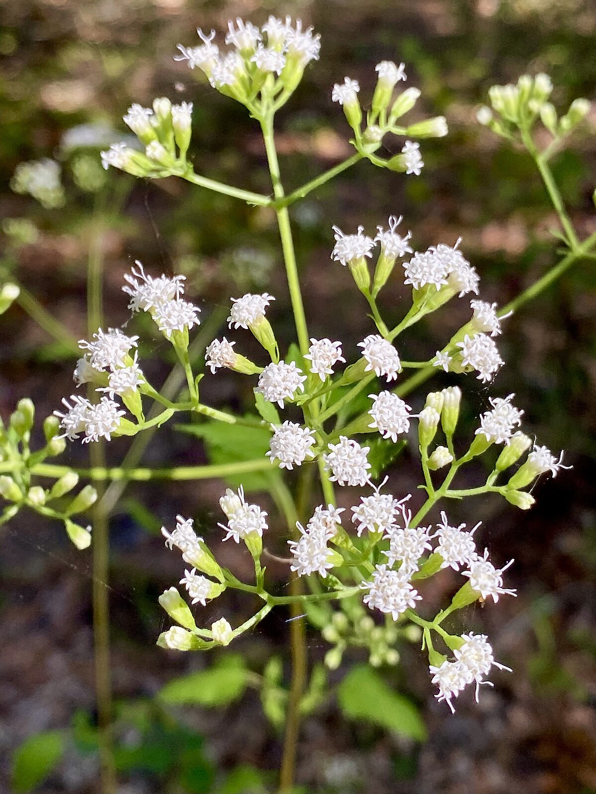 Ageratina Jacunda "Hammock Snakeroot"